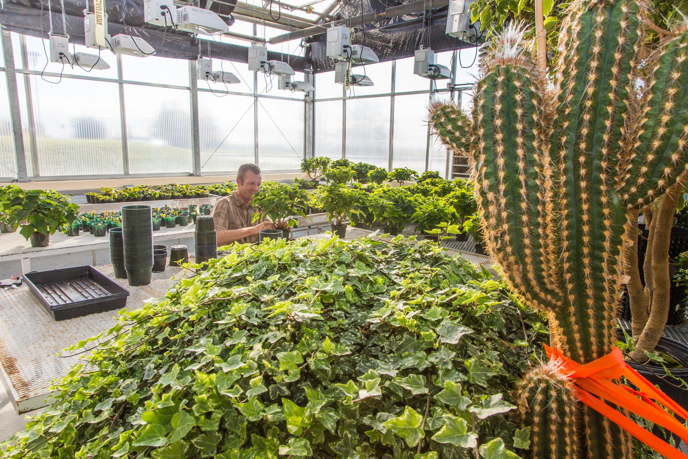 A UAF researcher works in a greenhouse on Troth Yeddha' campus.