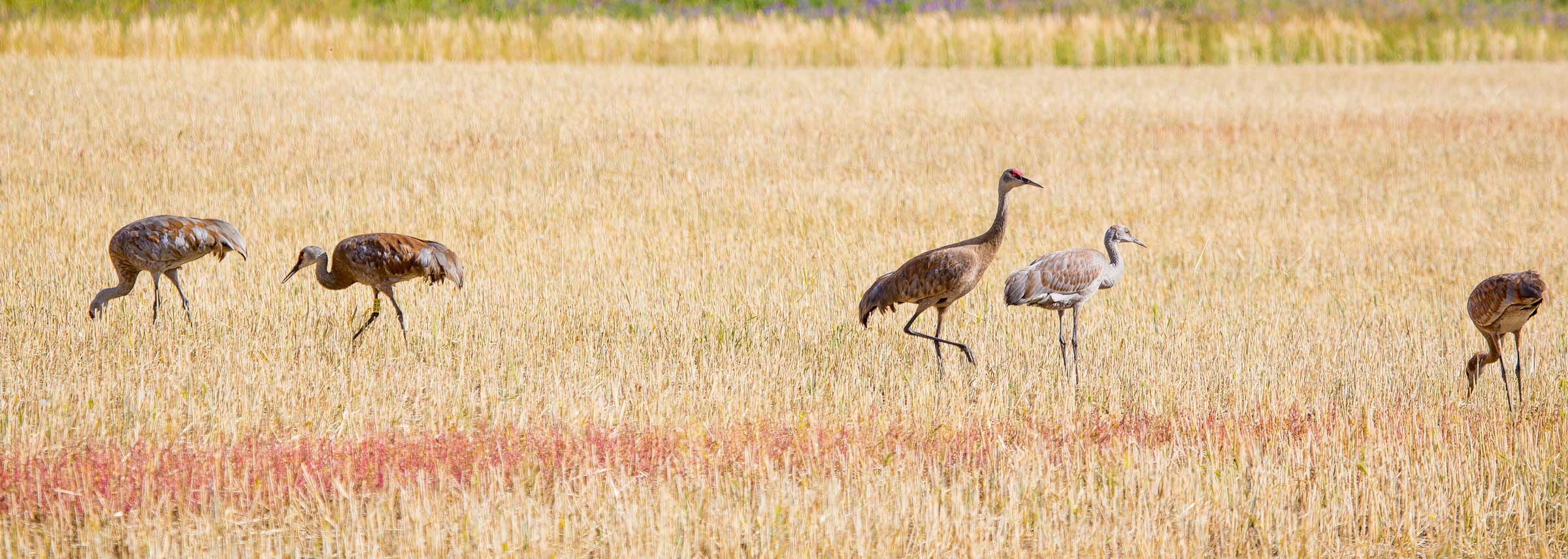 Sandhill cranes on the UAF Troth Yeddah' campus in summer.