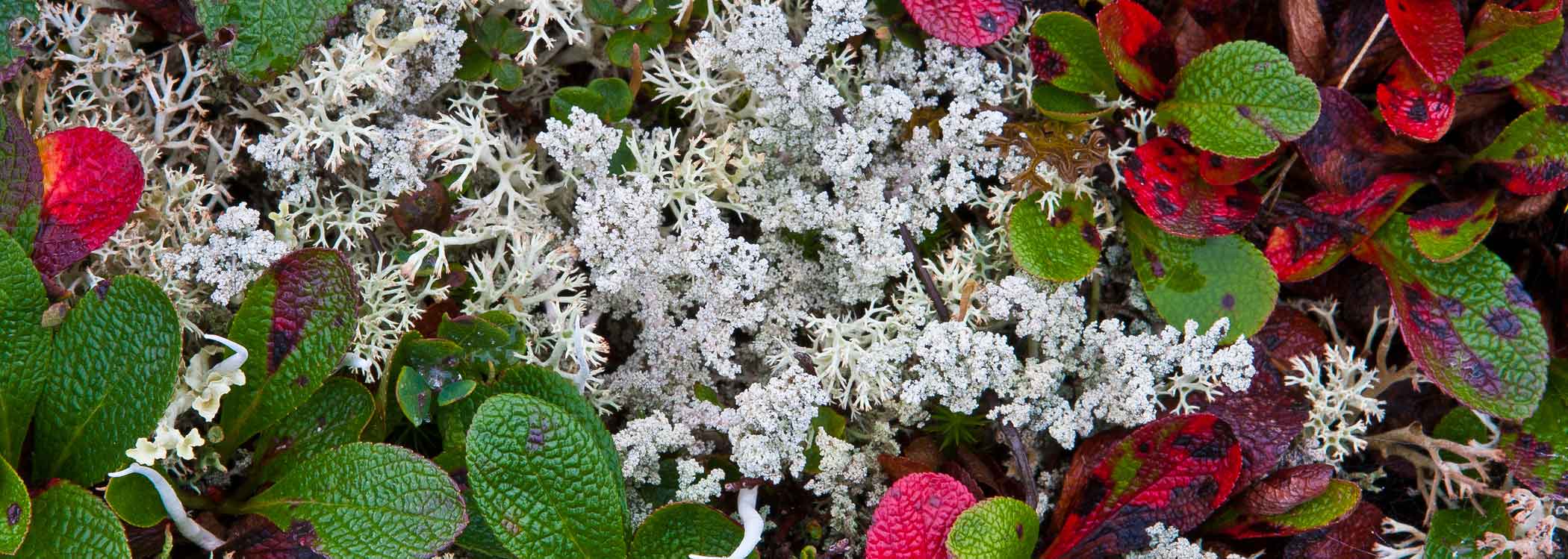 Lichen and plants of Alaska's tundra.