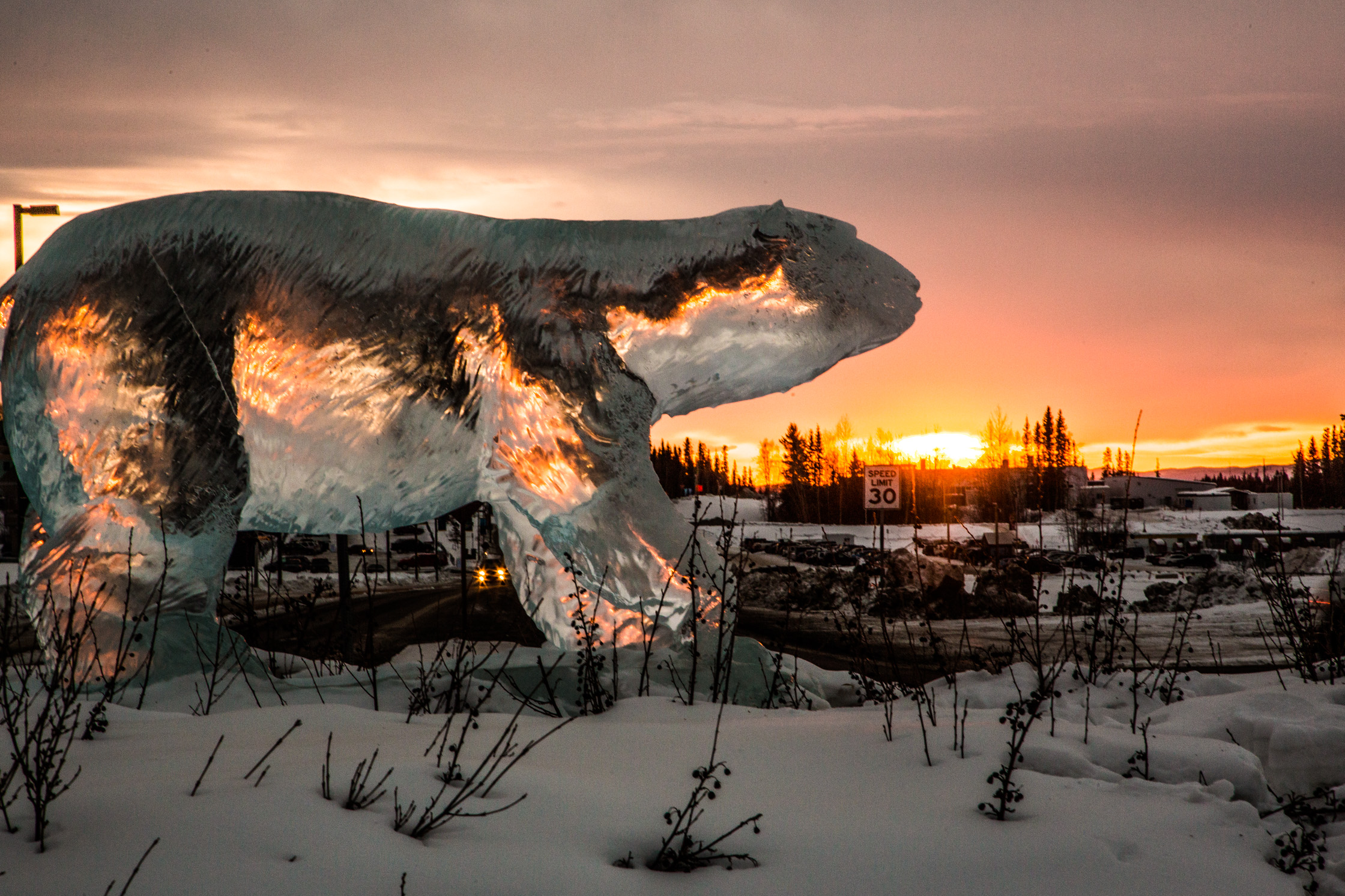 Ice craving of polar bear during sunrise