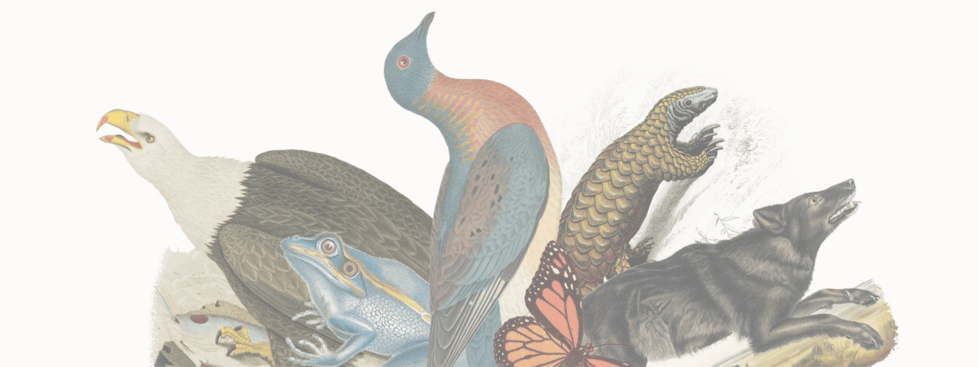 Semi-circle of animals from Nijhuis' book cover, Beloved Beasts.