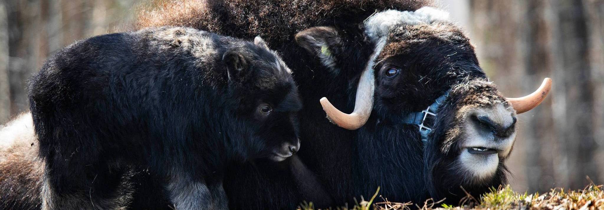Muskox | Large Animal Research Station