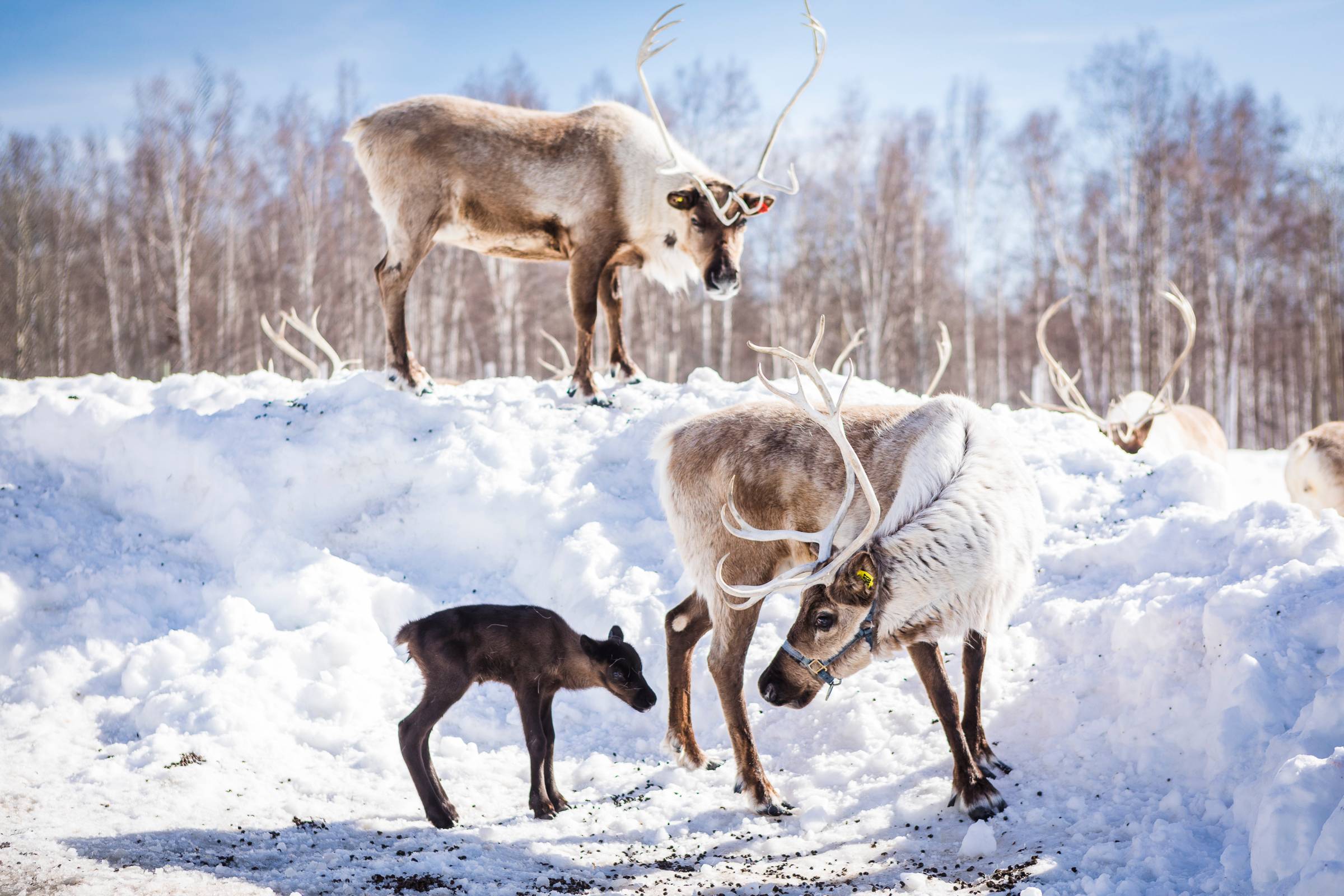 Reindeer Females and calves
