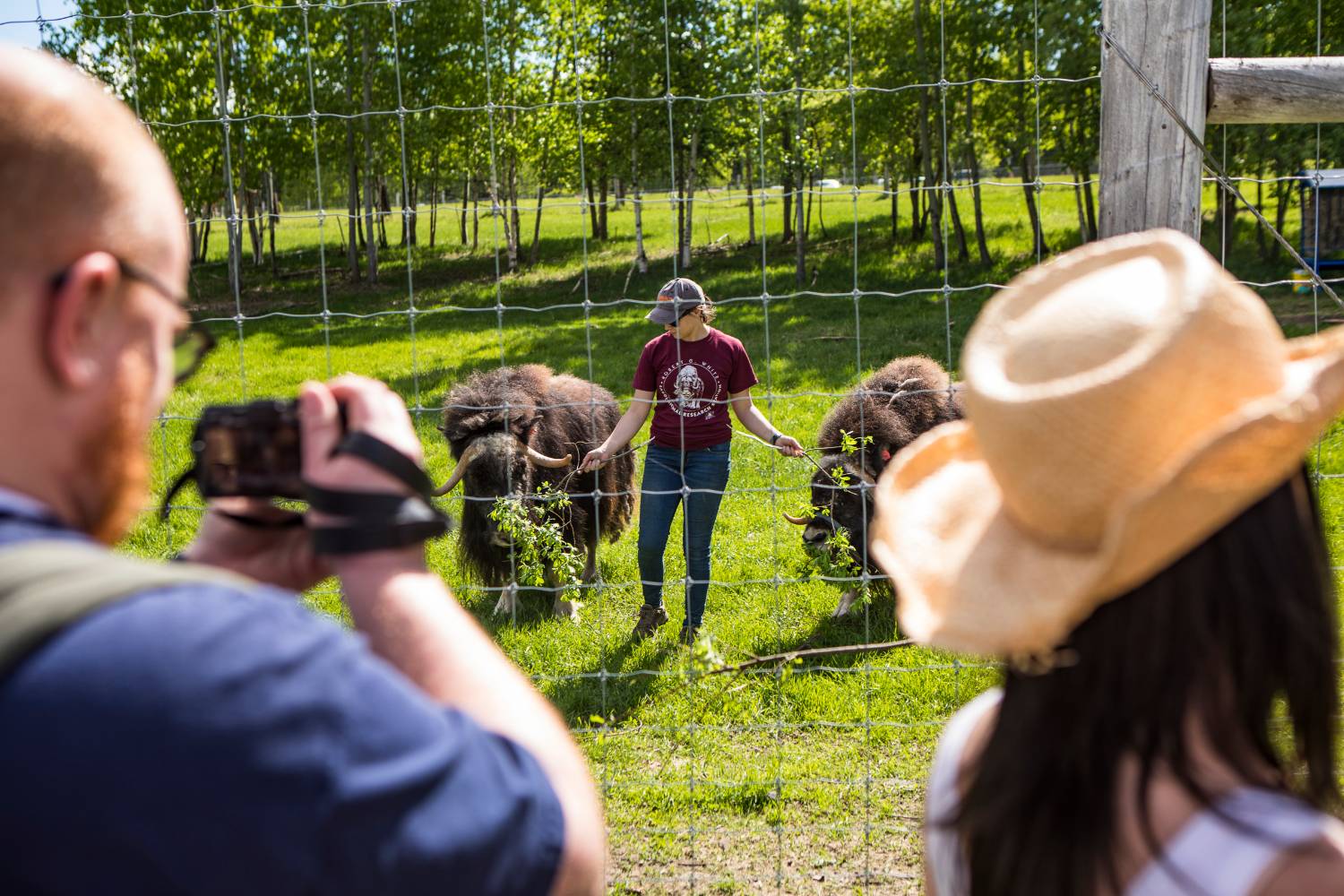 A guide feeds muskoxen treats while answering visitors' questions. 