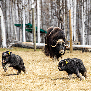 Spring means calving season for the UAF's Large Animal Research Station. Baby musk ox and reindeer enjoy a sunny day on Tuesday, May 16, 2023