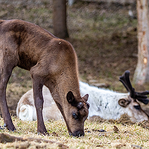 Reindeer calf born in 2024 grazes at the Large Animal Research Station (LARS) on Friday, May 17, 2024.