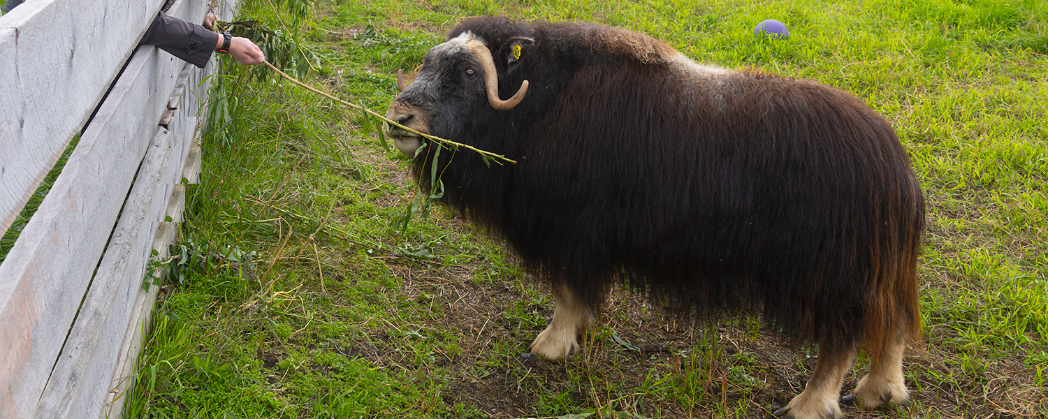 Muskox eats from a person during a tour.