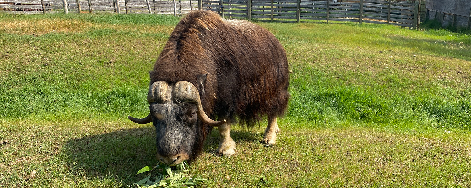 A muskox grazes at LARS.
