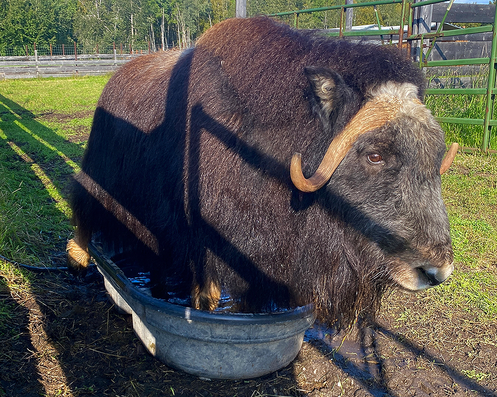Muskoxen standing in a tub