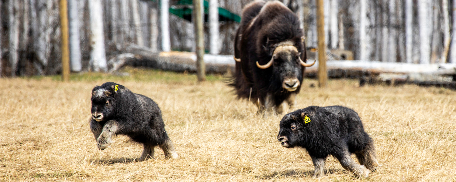 Two muskoxen calves running ahead of mom in a field