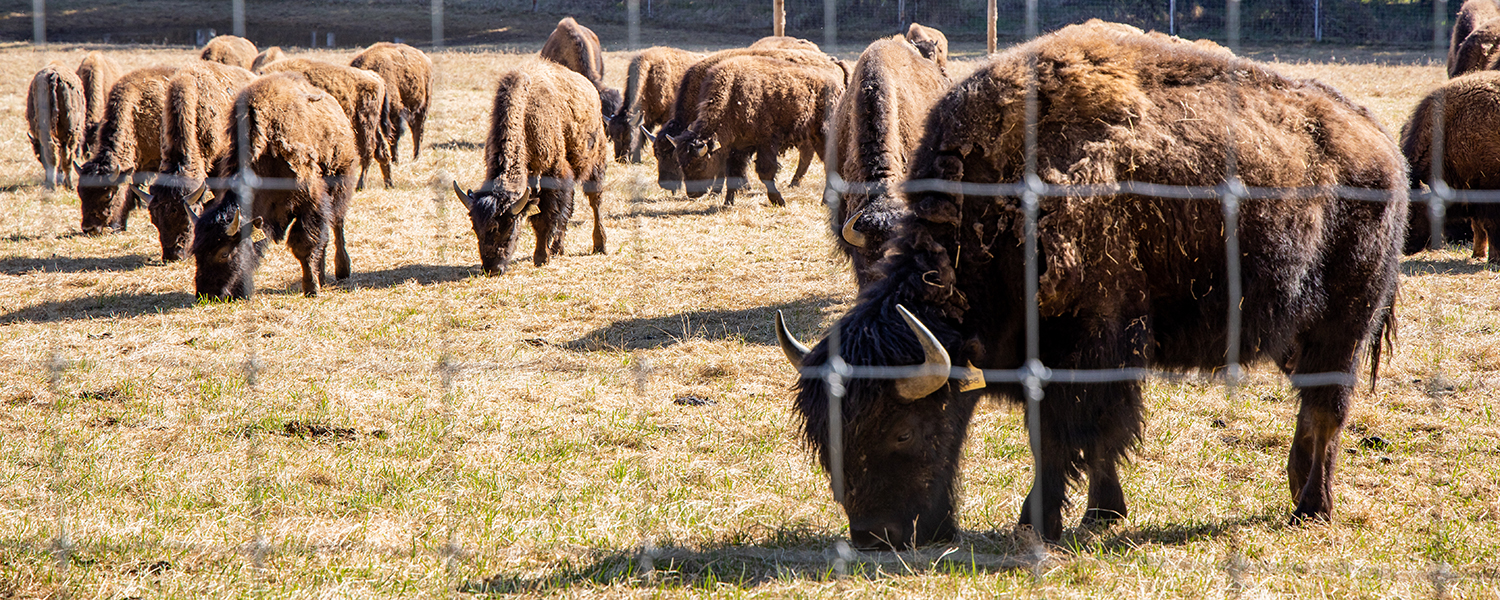 Wood Bison graze at LARS on Wednesday, May 22, 2024.