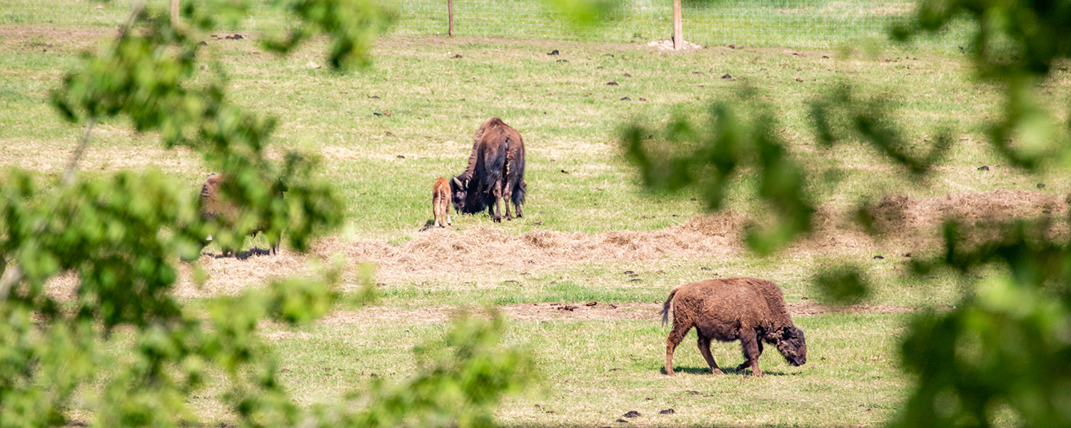 Muskoxen and newborn calves in a field