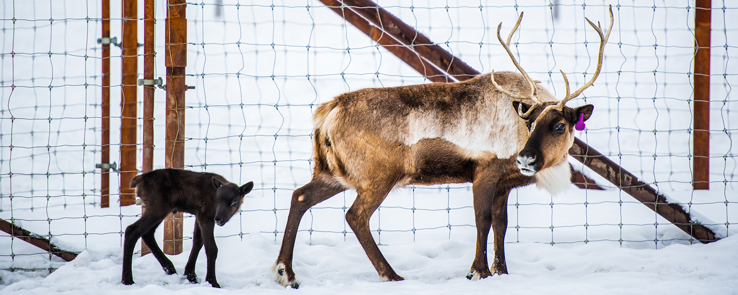 The first Reindeer calve of the year at the Experimental Farm was born on April 5, 2017.