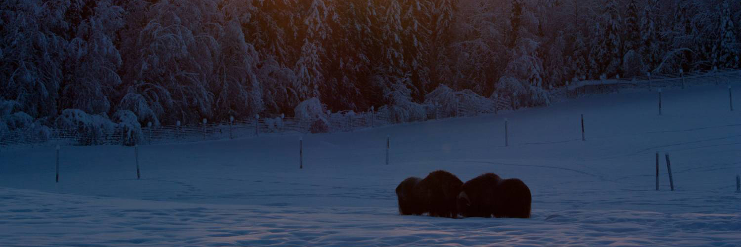 Muskoxen in a snow covered field