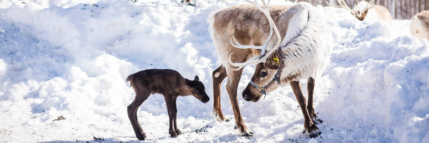 Caribou