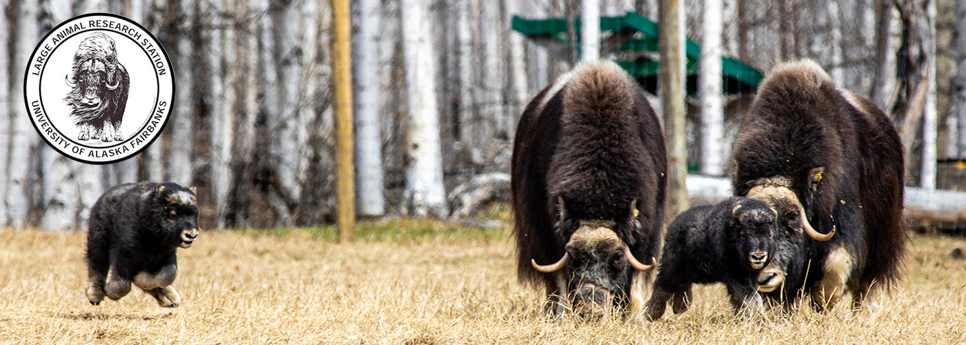 Spring means calving season for the UAF's Large Animal Research Station. Baby musk ox and reindeer enjoy a sunny day on Tuesday, May 16, 2023.