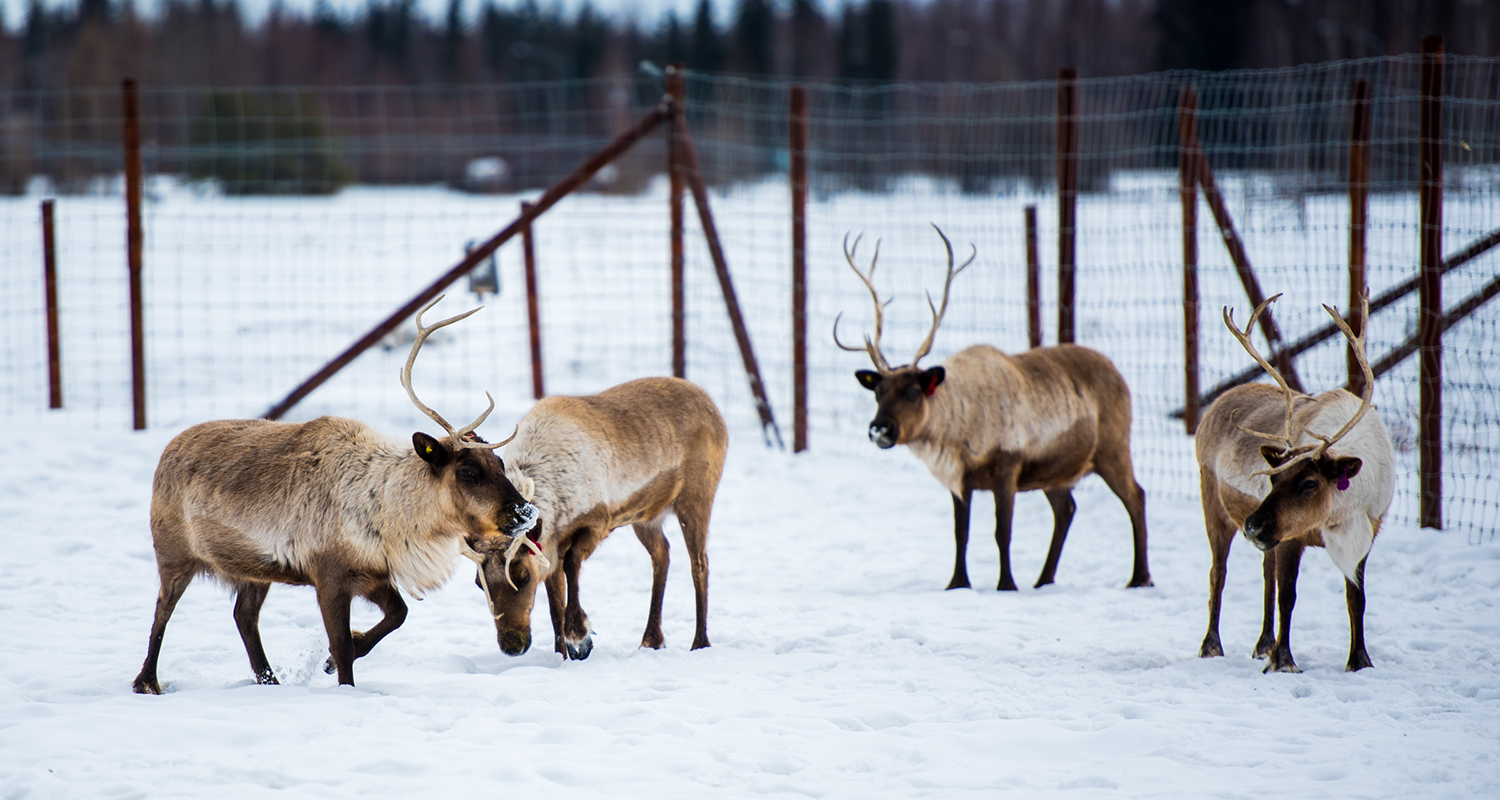 Reindeer in a winter field at LARS