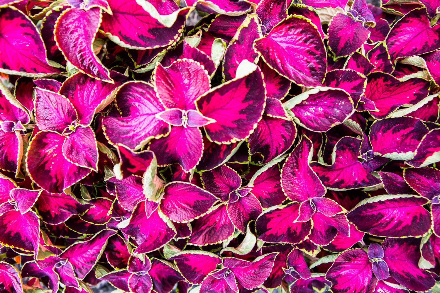 Pink Coleus plants are seen throughout campus. UF Photo by JR Ancheta
