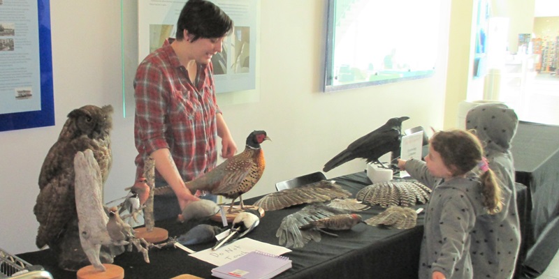 Children view bird specimens at the museum