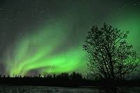 Green aurora lights fanning out across the sky. A silhouette of a tree is in the foreground.