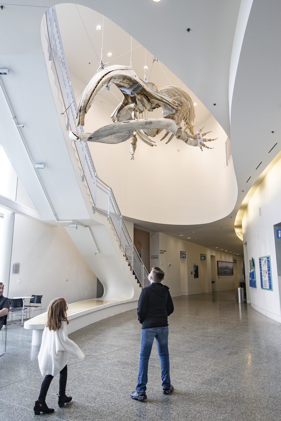 Two people look up at a suspended bowhead whale skeleton.