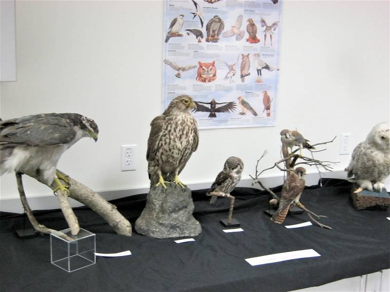 Variety of mounted bird specimens on a counter.