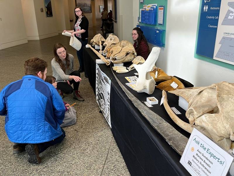 Several people sitting and standing around a table filled with a variety of whale bones.