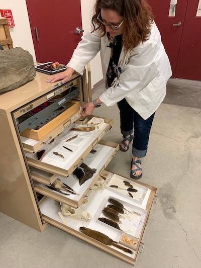 A person wearing a white lab coat showing drawers of museum specimens, including several small mammals.