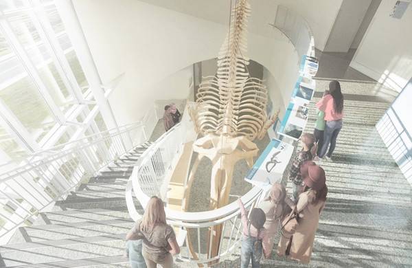 Rendering of a whale skeleton hanging in the museum lobby, with several people looking at it.