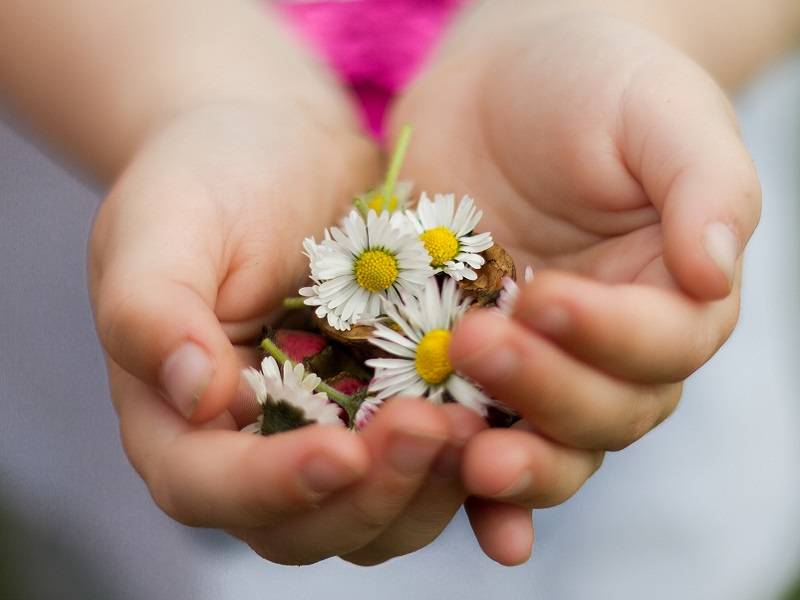 Closeup of a child's hands holding white and yellow flowers.