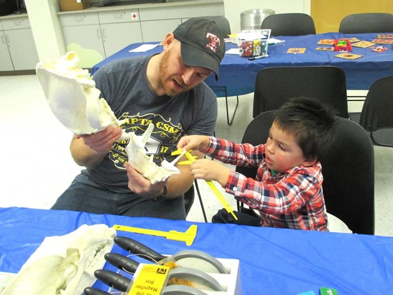 Adult and child examining a replica bear skull.