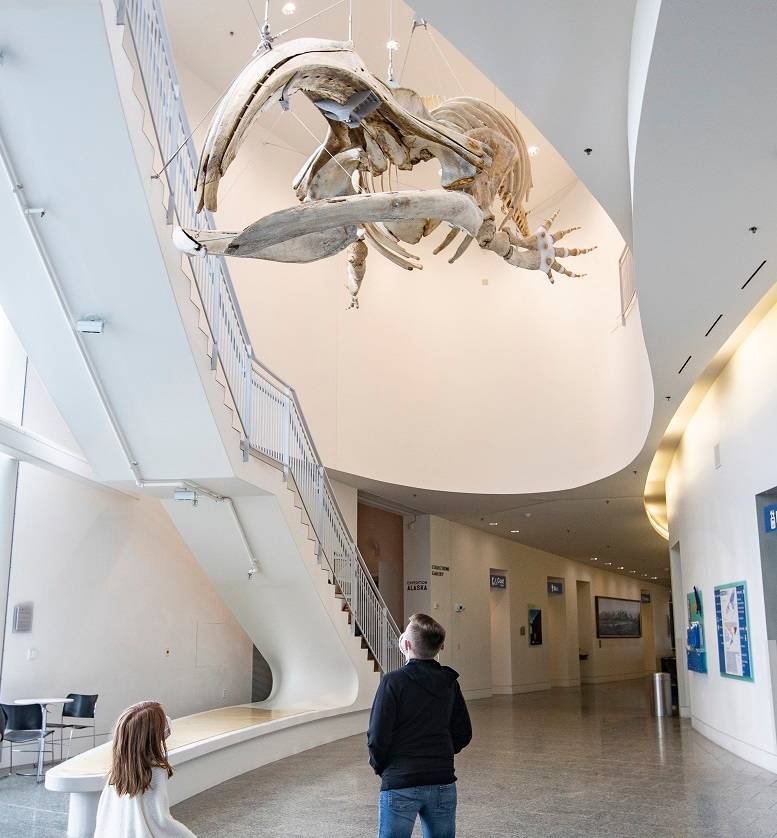 An adult and child look up at a whale skeleton suspended in a museum lobby.