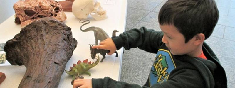 Child playing with plastic dinosaur figures on a table. There are several large fossils on the table as well.