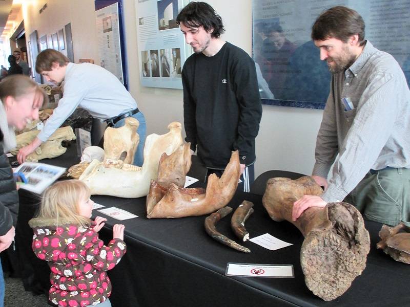 A child looks at several large mammal bones on a table. Two adults are behind the table.