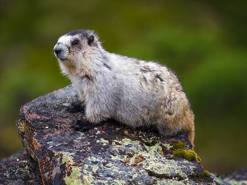 A gray and brown marmot sitting on a rock.