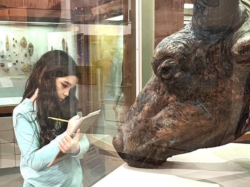 Child holding a sketchbook and looking at a mummified steppe bison in a museum display case.