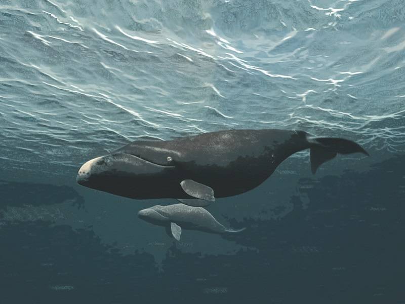 A digital artwork of an adult and a baby bowhead whale swimming in the ocean.