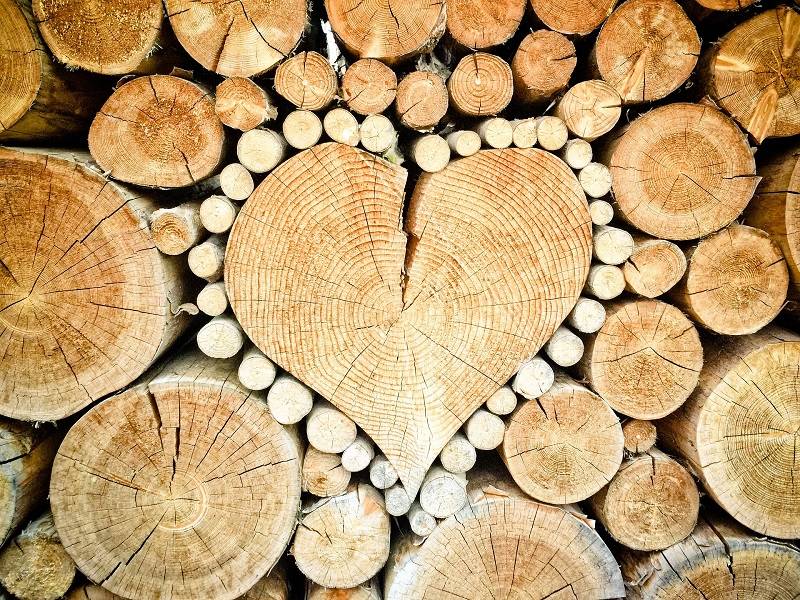 Various tree rings arranged in the shape of a heart, viewed from above.