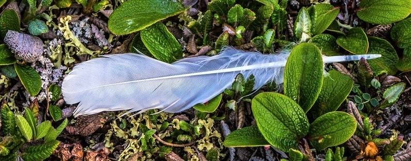Closeup of a grey feather on the forest floor.