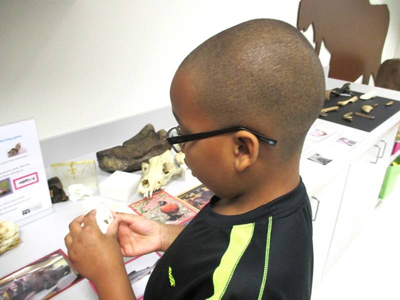 Child looking at a variety of fossils on a counter.