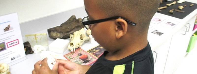 Child looking at a variety of fossils on a counter.