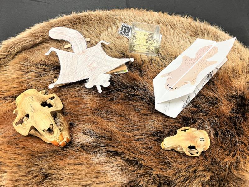 Two flying squirrel gliders made of paper and cardboard, next to rodent skulls and a box of porcupine quills. All objects are sitting on a beaver pelt.