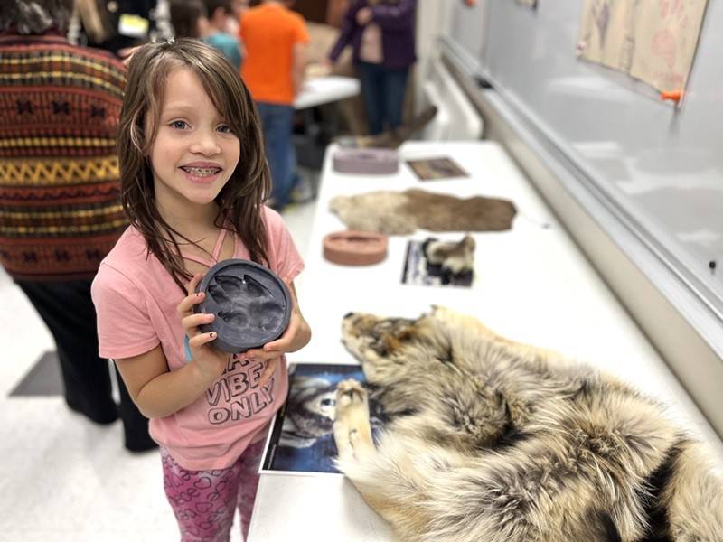 Child holding a mold of a wolf track, standing next to a table with a wolf pelt and other museum objects.