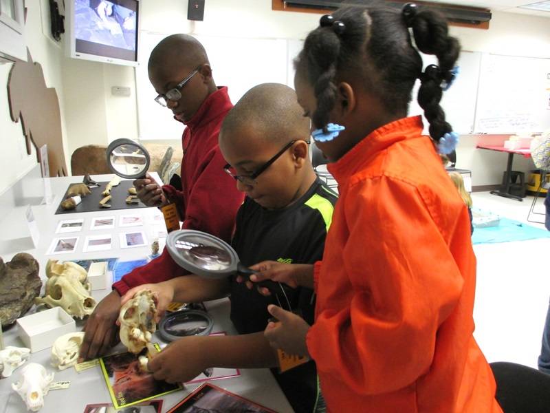 Three children examining skulls with magnifying glasses.