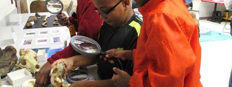 Three children examining skulls with magnifying glasses.