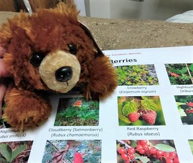 A stuffed bear toy next to a sheet of paper with pictures of berries.