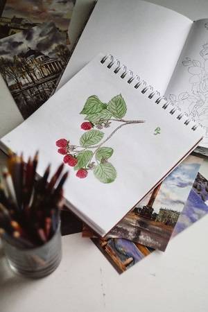 Drawing of a berry plant in a sketchbook, colored with red and green colored pencils.