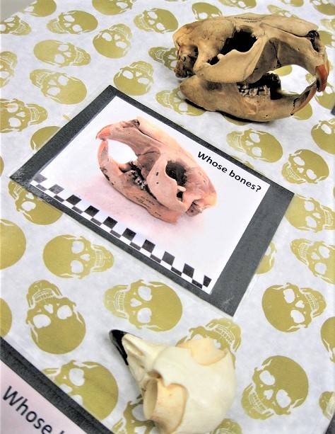 A beaver skull on a skull-patterned tablecloth, next to a card with a picture of a beaver skull and the words 