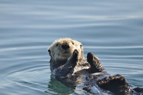 Sea otter floating on its back in water.