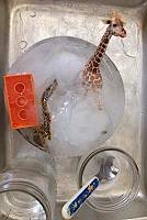 An ice block with a Lego, toy giraffe, and pipe cleaners frozen into it. A cup of salt, a spoon, and a cup of water are next to the ice.